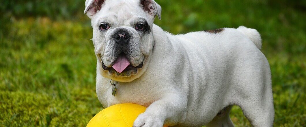 IRONdogline Pagamenti