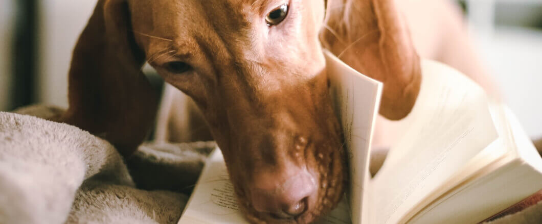 IRONdogline Termini e condizioni