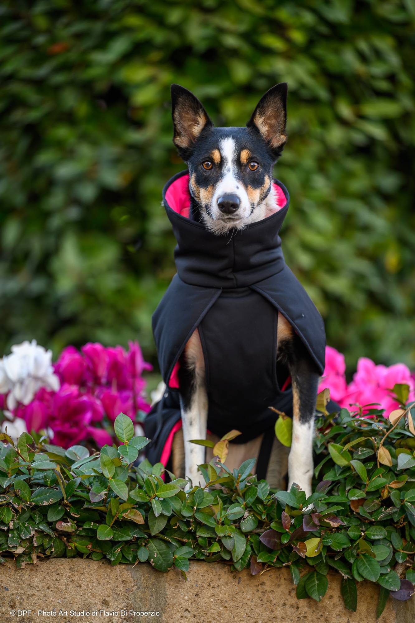 STAR Cappotto Cane