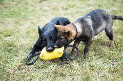 Cuscino addestramento 3 funzioni