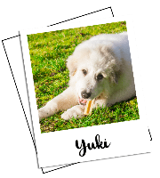 HIMALAYAN DOG BONE