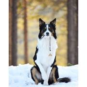 Logan Ventura Brass Whistle