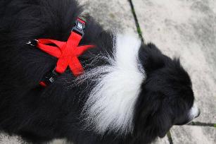 PROZONE SUPER HAENESS /PETTORINA SUPER