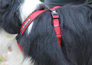 PROZONE SUPER HAENESS /PETTORINA SUPER