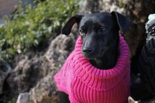 MAGLIONCINO RINFRANGENTE STARDUST KNITWEAR