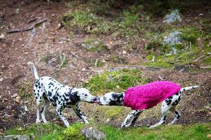 MAGLIONCINO RINFRANGENTE STARDUST KNITWEAR