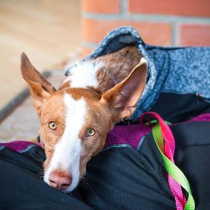 SUBRIMA TECHNICAL KNITFLEECE OVERALL TUTA TERMICA