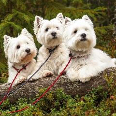 GUNZAGLIO RETRIVER JOY MINI