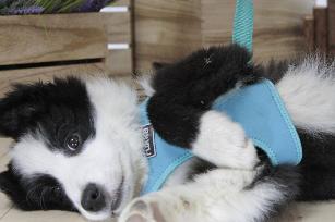 BIG COMFORT HARNESS