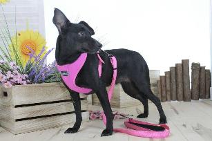 PETTORINA MINI CONFORT