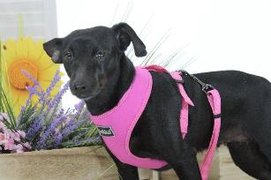 PETTORINA MINI CONFORT