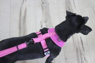 PETTORINA MINI CONFORT