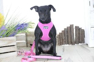 PETTORINA MINI CONFORT