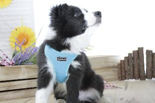 PETTORINA MINI CONFORT