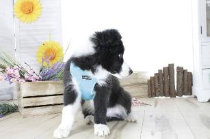 PETTORINA MINI CONFORT