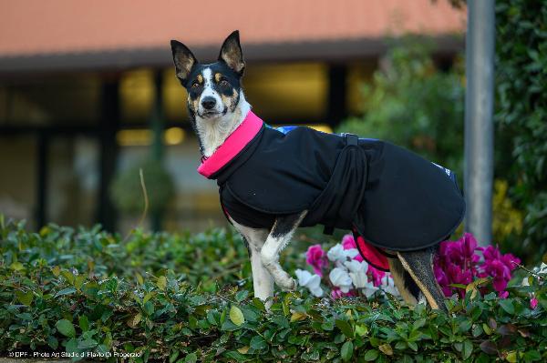 STAR Cappotto Cane