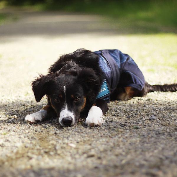 COOLING DOG COAT