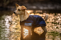 COOLING DOG COAT